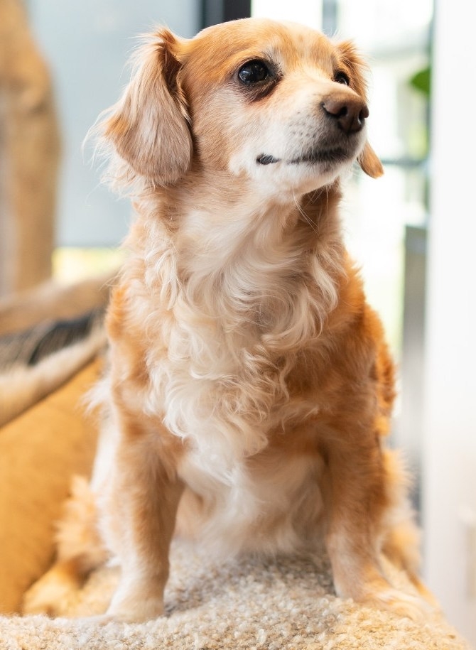 Novak, the HW Home shop dog, seated comfortably on a sofa